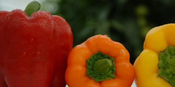 تصویر 1 از خرید فلفل دلمه ای سه رنگ + قیمت فروش استثنایی